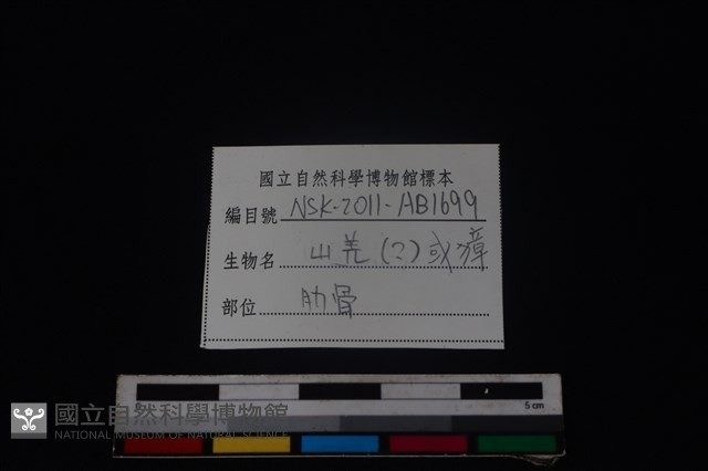 鹿科骨藏品圖，第3張