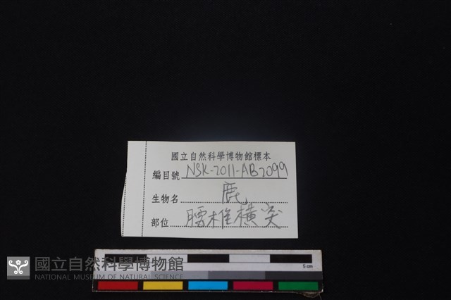 鹿骨藏品圖，第3張