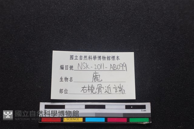 梅花鹿骨藏品圖，第3張