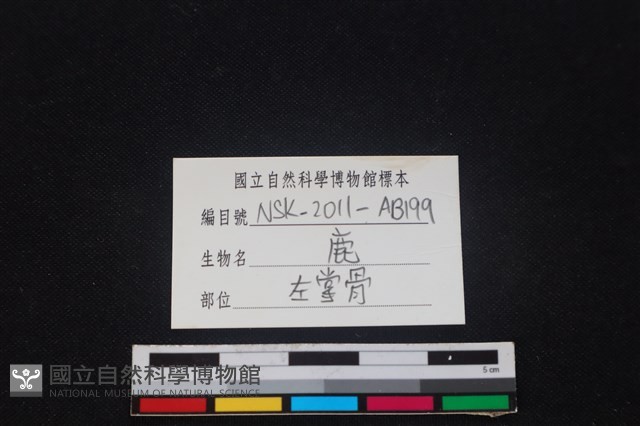 梅花鹿骨藏品圖，第3張