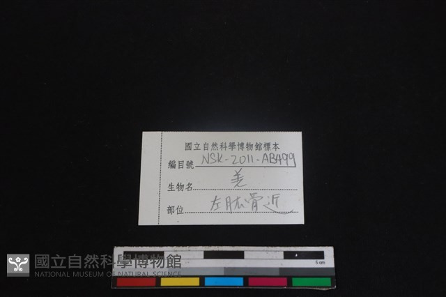 山羌骨藏品圖，第3張