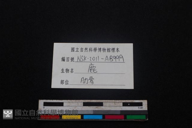 梅花鹿骨藏品圖，第3張