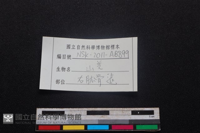 山羌骨藏品圖，第3張