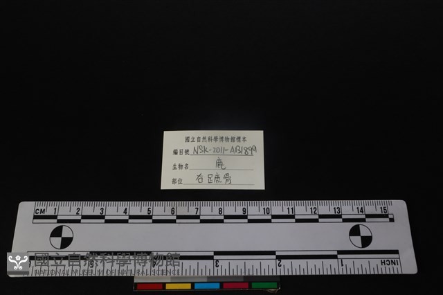 梅花鹿骨藏品圖，第3張