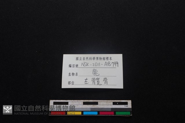 梅花鹿骨藏品圖，第3張