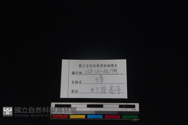獐骨藏品圖，第3張