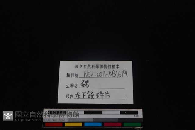 豬骨藏品圖，第3張