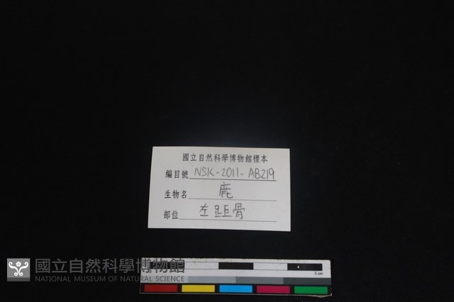 梅花鹿骨藏品圖，第3張