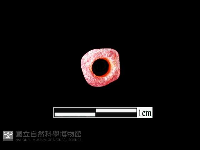 玻璃珠藏品圖，第3張