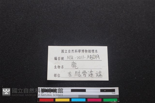 梅花鹿骨藏品圖，第3張