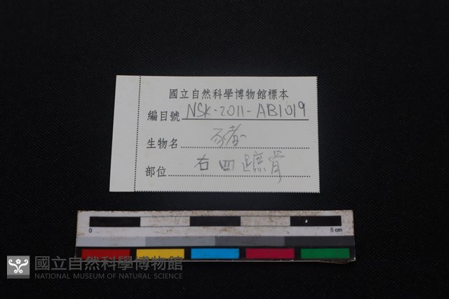 豬骨藏品圖，第3張