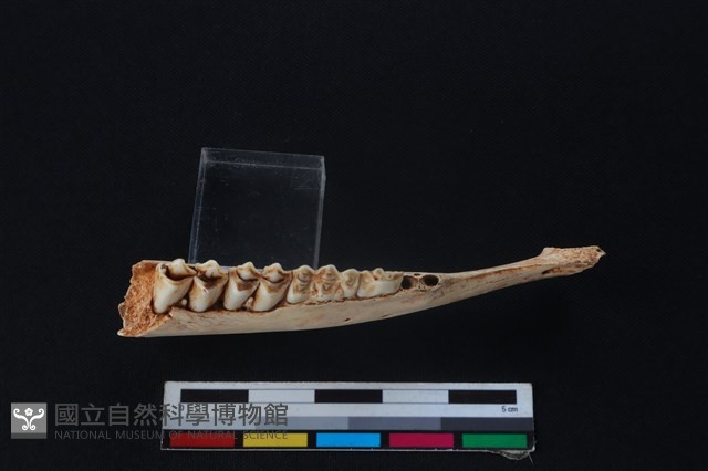 山羌骨藏品圖，第3張