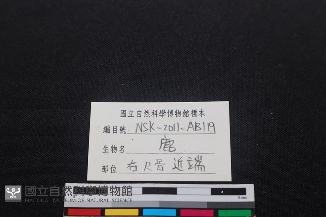 梅花鹿骨藏品圖，第3張