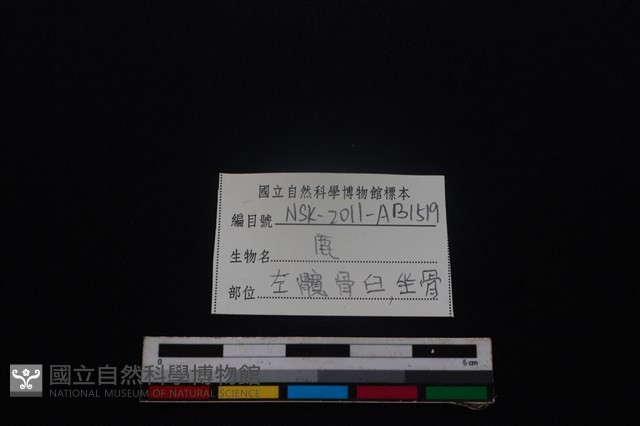 梅花鹿骨藏品圖，第3張