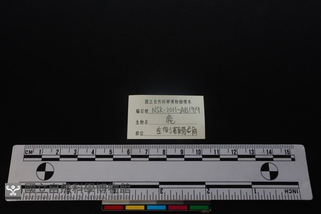 梅花鹿骨藏品圖，第3張