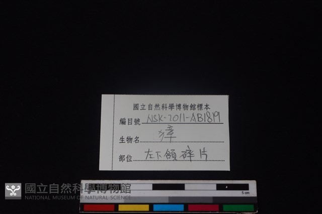 獐骨藏品圖，第3張