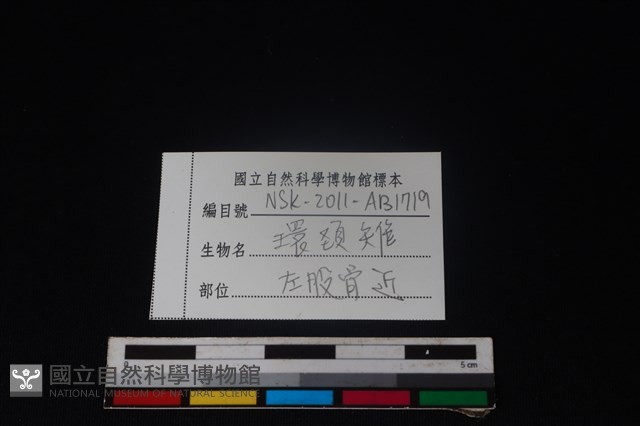 環頸雉骨藏品圖，第3張