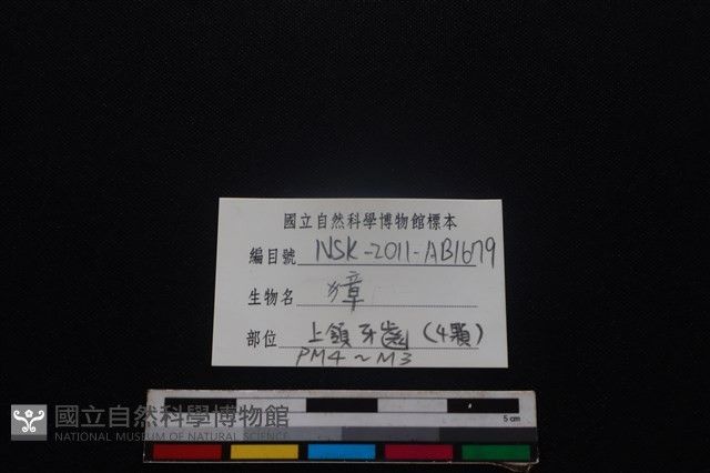 獐骨藏品圖，第3張