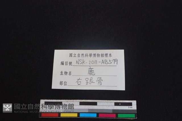 梅花鹿骨藏品圖，第3張