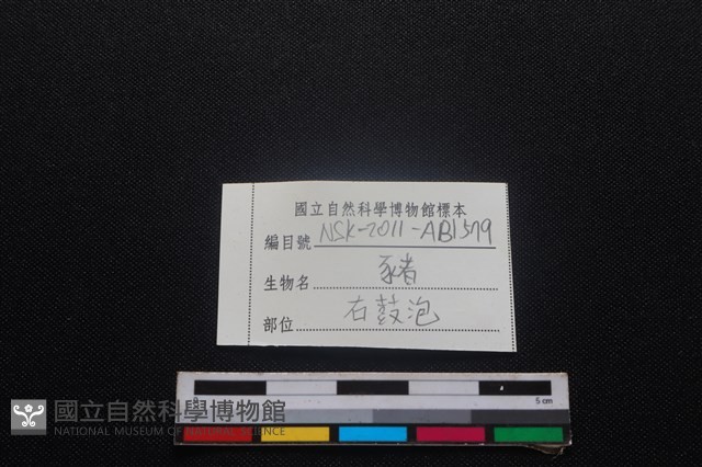 豬骨藏品圖，第3張