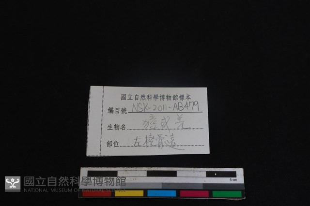 鹿科骨藏品圖，第3張