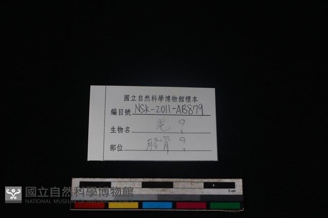 山羌骨藏品圖，第3張