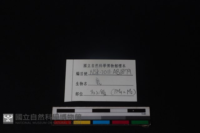 梅花鹿骨藏品圖，第3張