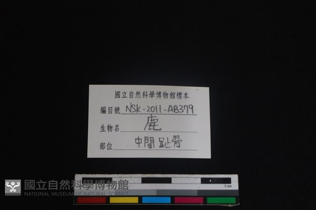 梅花鹿骨藏品圖，第3張
