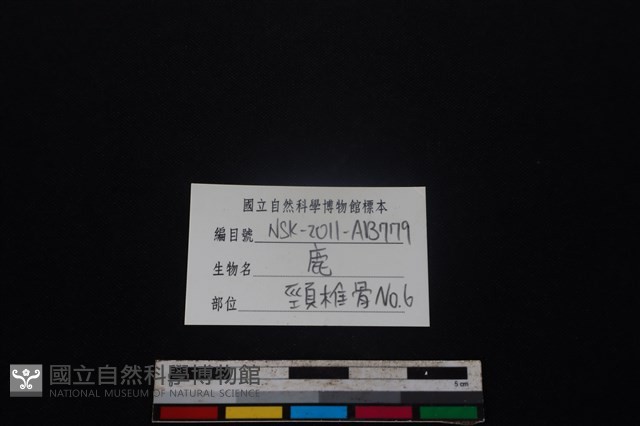 梅花鹿骨藏品圖，第3張