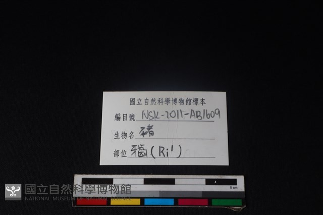 豬骨藏品圖，第3張