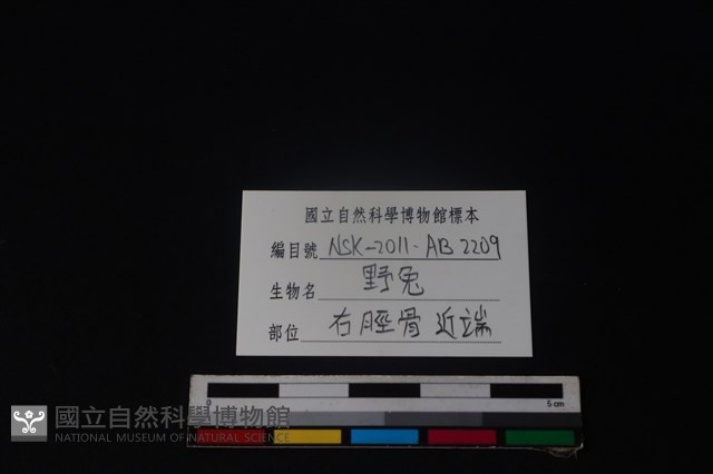 野兔骨藏品圖，第3張