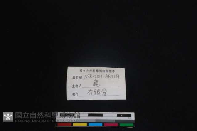 梅花鹿骨藏品圖，第3張