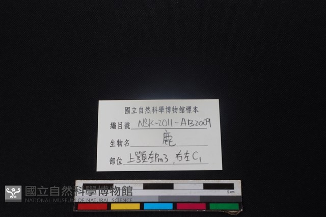 梅花鹿骨藏品圖，第3張