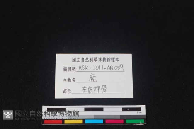 梅花鹿骨藏品圖，第3張