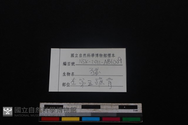 豬骨藏品圖，第3張