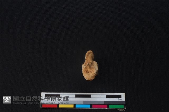 鹿骨藏品圖，第3張