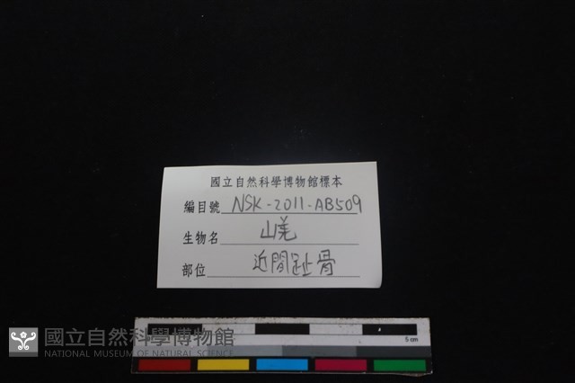 山羌骨藏品圖，第3張