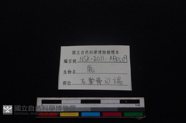 梅花鹿骨藏品圖，第3張