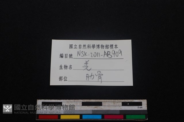 山羌骨藏品圖，第3張