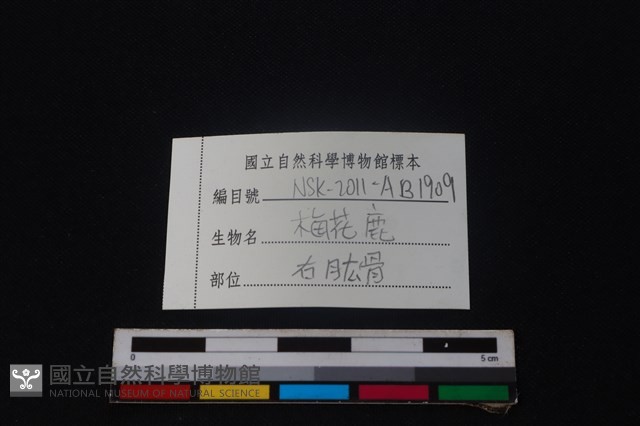 梅花鹿骨藏品圖，第3張