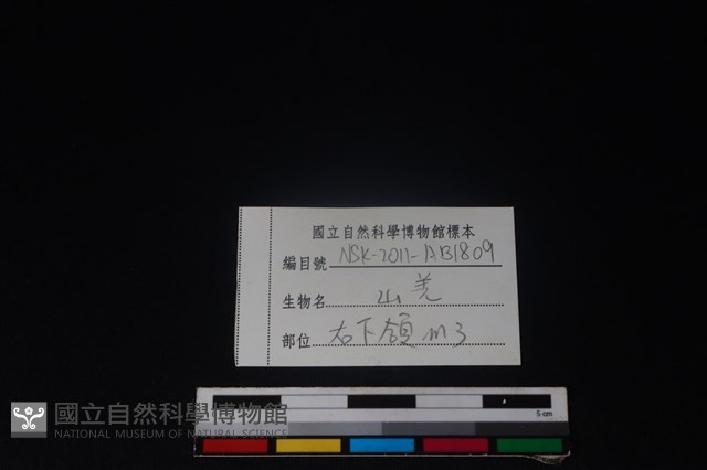 山羌骨藏品圖，第3張