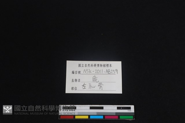 梅花鹿骨藏品圖，第3張