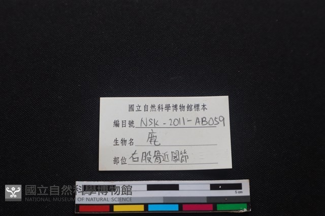 梅花鹿骨藏品圖，第3張