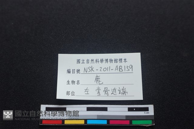 梅花鹿骨藏品圖，第3張
