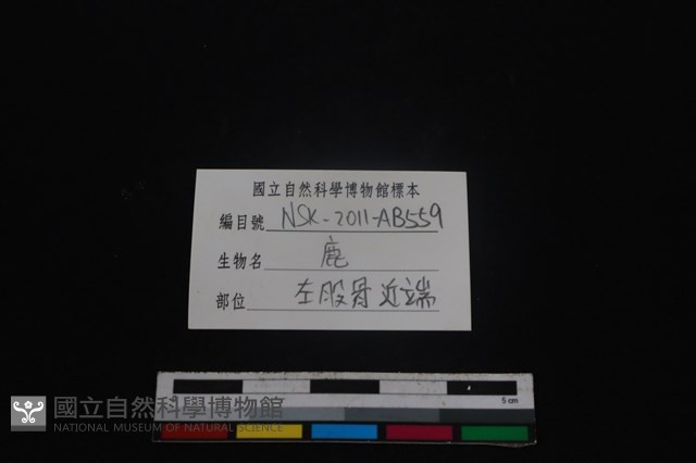 梅花鹿骨藏品圖，第3張
