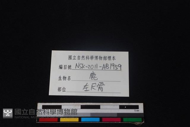 梅花鹿骨藏品圖，第3張