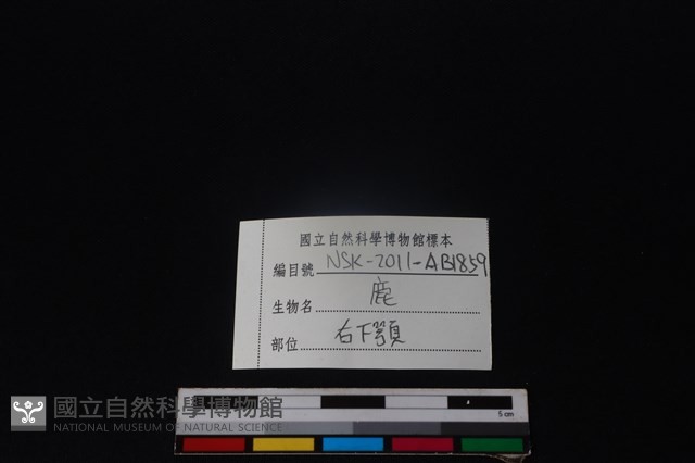 梅花鹿骨藏品圖，第3張