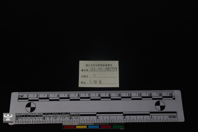 人骨藏品圖，第3張