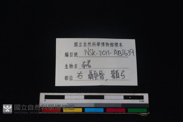 豬骨藏品圖，第3張