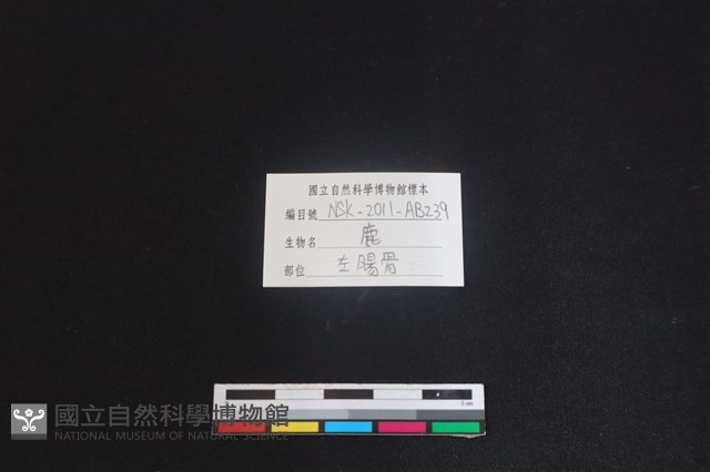 梅花鹿骨藏品圖，第3張